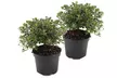 Lot de 2 ou 4 azalées japonaises de jardin "Azalea Anouk", 25-30 cm à la livraison - Second Medium