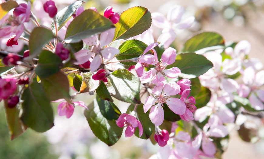 Image 2: Malus "Appletini" Plants