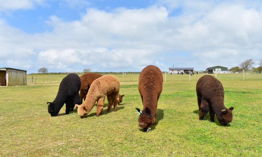 Image 7: Enjoy a Two-hour Alpaca Meet, Greet, and Walk for Two, Three, or Four