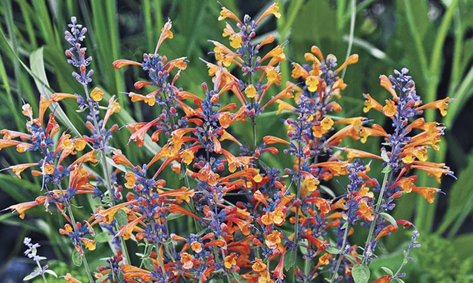 Hummingbird Mint Tango 3" Plants (2-Pack) - Primary Image