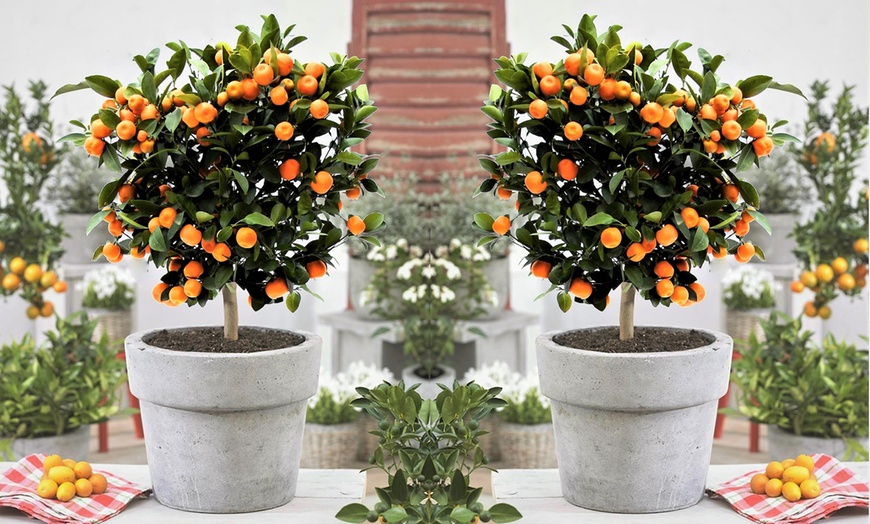 Image 1: Mini agrume ornemental "Citrus Calamondin" 55-65 cm