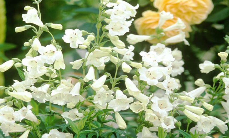 Image 8: Pretty Penstemon Mixed Collection – Six or Nine Potted Plants