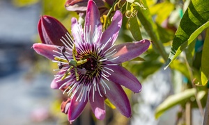 Scented Passion Flower Collection – 3 or 6 Potted Plants