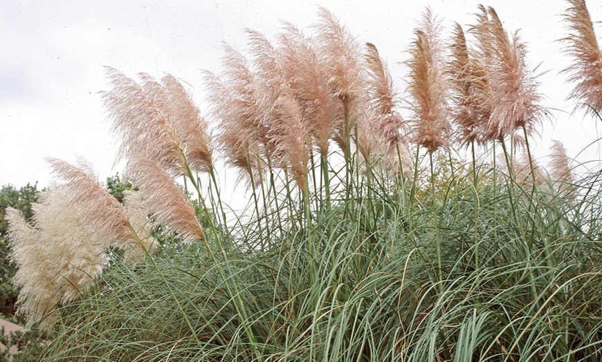 Image 3: Pampas Grass - White or Pink - up to 3 Potted Plants