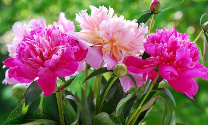 Peony Fall Bare Root Fragrant Collection (3-Pack) | Groupon