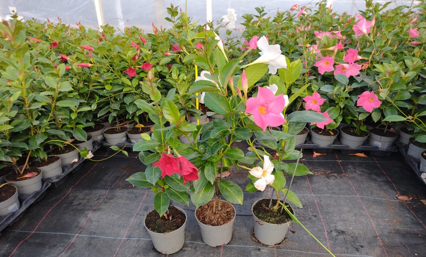 Climbing Mandevilla Trio – 1, 3 or 6 Potted Plants | Groupon Goods