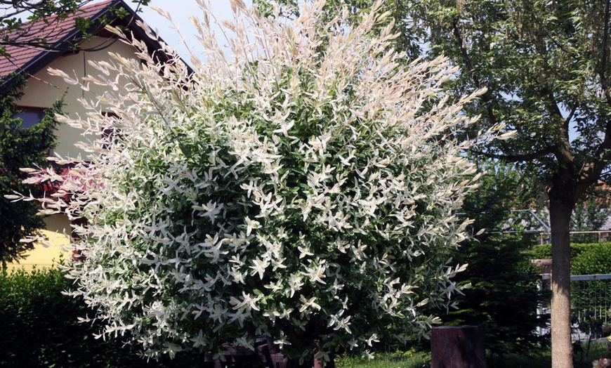 Image 2: Árbol de sauce variegado japonés