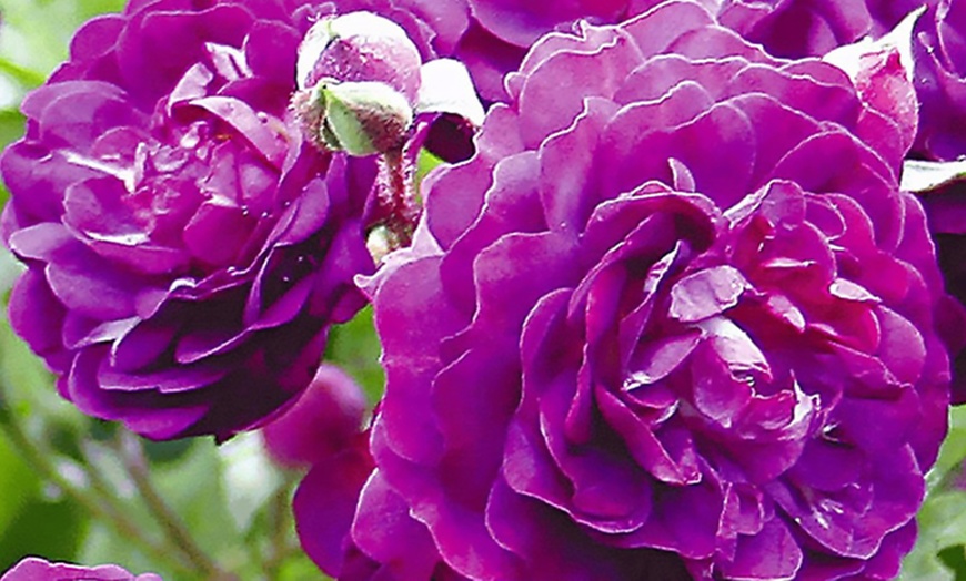 Image 1: Rambler-Rose ''Bleu Magenta''