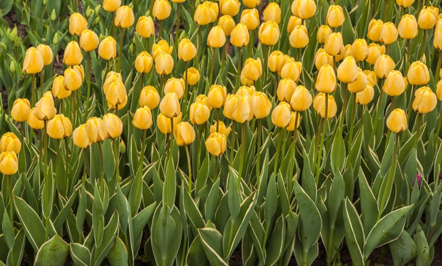 Image 3: Up to 36 Bulbs of Tulip Pastel Mix Collections