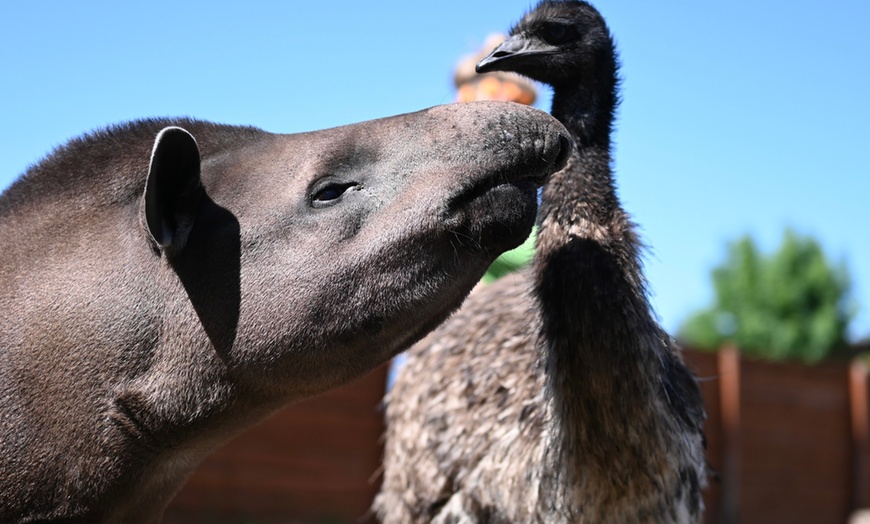 Image 14: ZOO Borysew: ulgowy lub normalny bilet wstępu