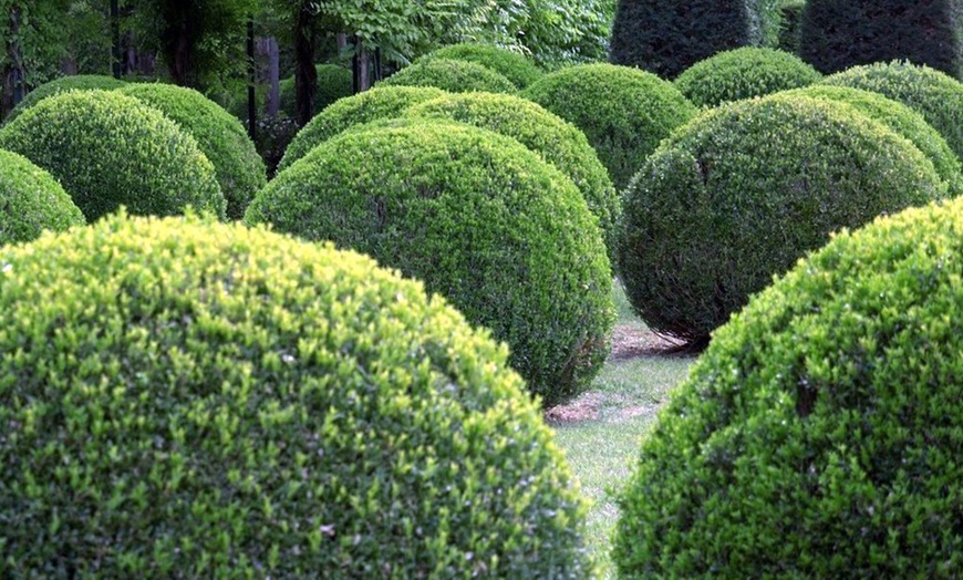 Image 2: 2,4 ou 6 Plantes boule Buxus