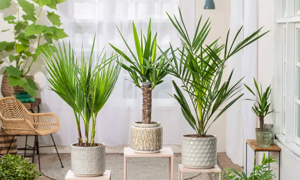 Lot de 3 ou 6 palmiers d'intérieur - Primary Image