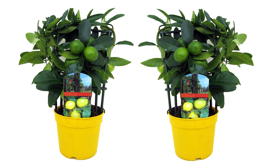 Image 7: Fragrant Lemon Trees