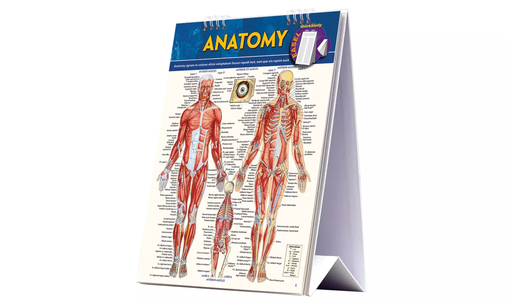 QuickStudy Anatomy Desk Reference with Stand - Primary Image