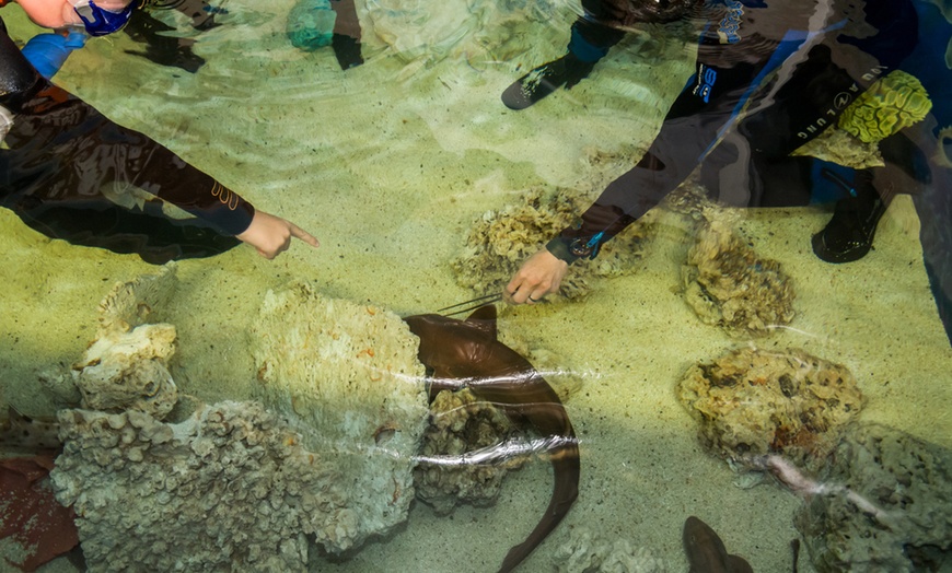 Image 7: Snorkelling with Aquarium Passes
