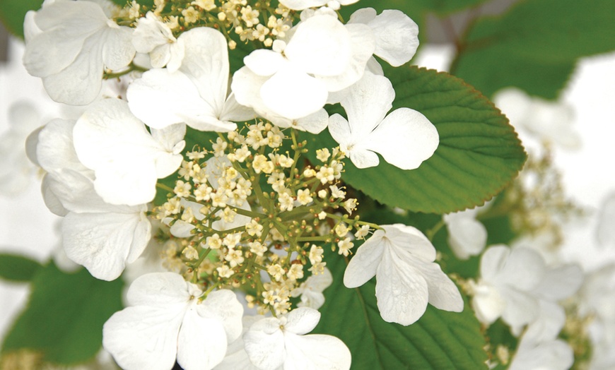 Image 2: Viburnum Kilimanjaro Sunrise Plants