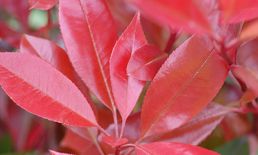 Image 2: One or Two Photinia Red Robin Standard Tree Plants
