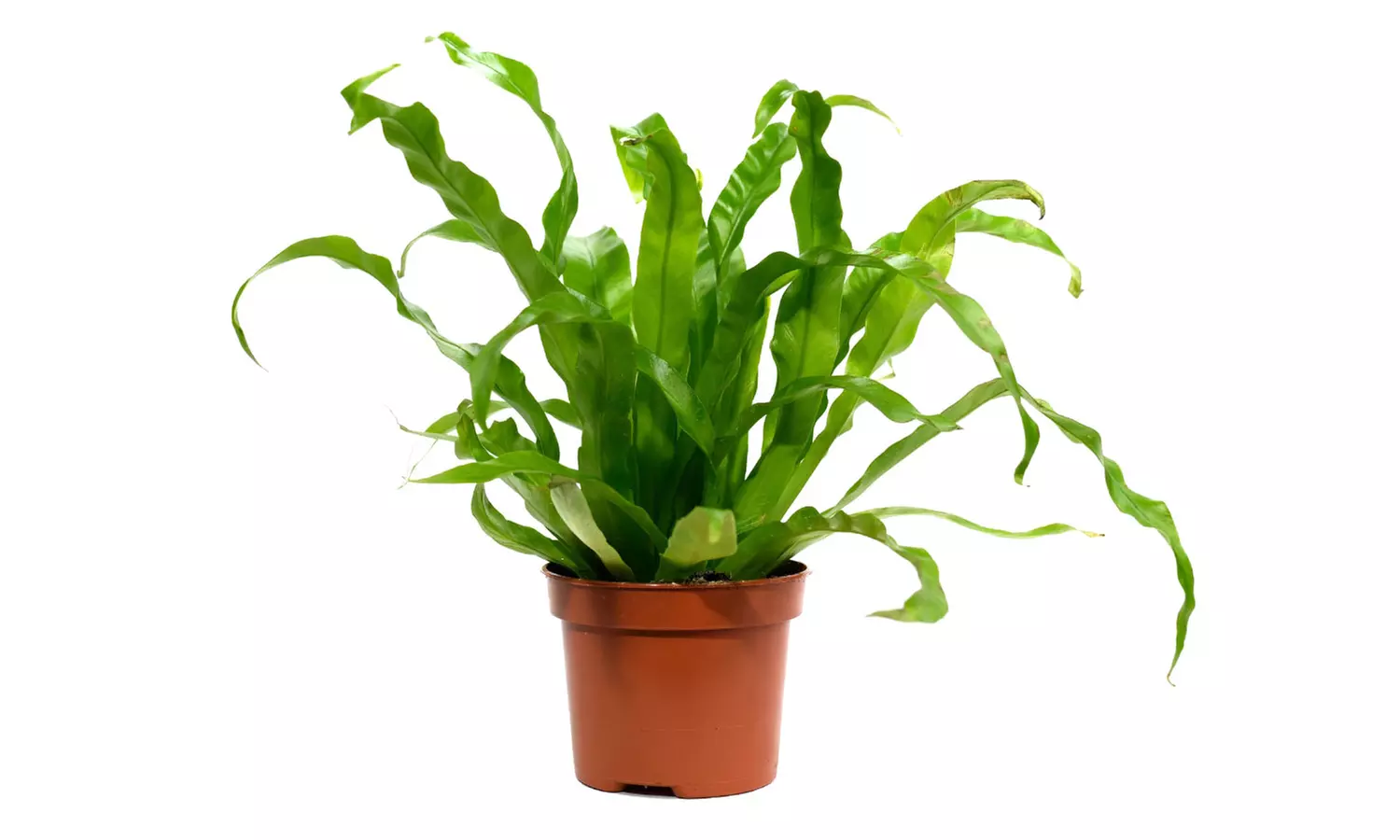 Conjunto de 5 plantas purificadoras de aire