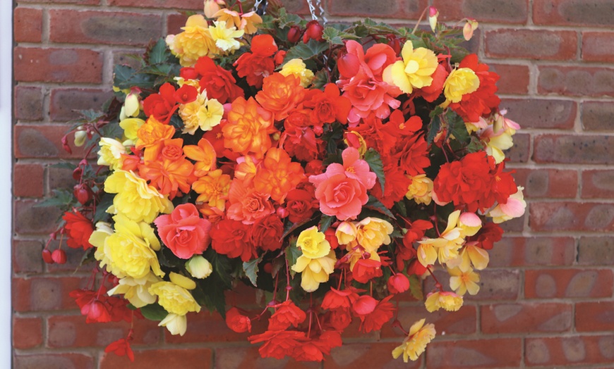 Image 2: Pack of 15 or 30 Begonia Garden Ready Plants