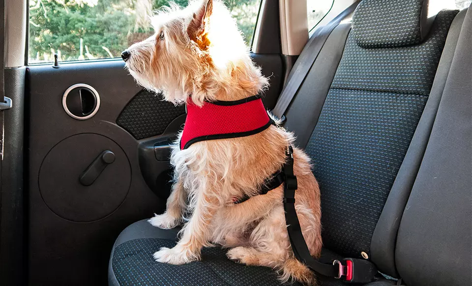 Car Seat Clip for Pets - Primary Image