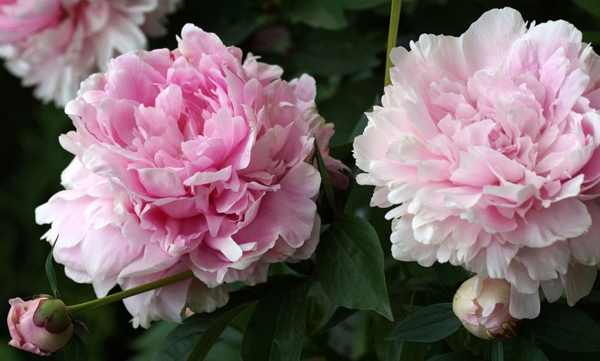 Image 2: Peony Double in 9cm Pot