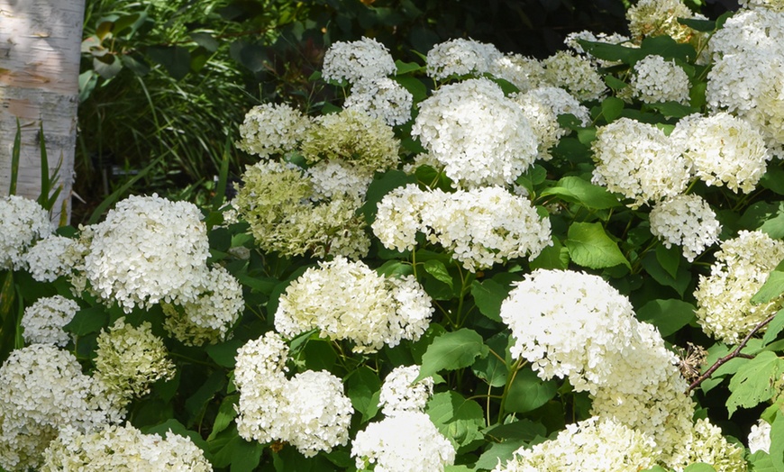 Image 11: One or Two Hydrangea  Annabelle Potted Plants