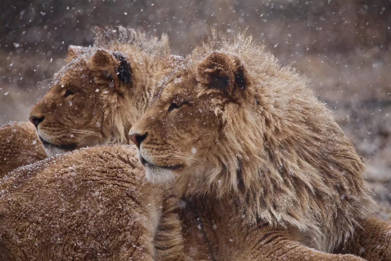 Entry for One, Single-Day Family Pass, or Yearly Pass for One or Family to Jungle Cat World (Up to 55% Off) - Primary Image