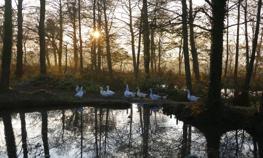 Image 9: Cream Tea and Sandwich at Ferne Animal Sanctuary