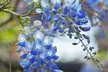 Blue Chinese Wisteria Trees - Cascading Fragrant Blooms in Quart, 1 or 3 Gallon Sizes, Outdoor Plants Free Shipping (Up to 15% Off) - Second Medium