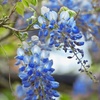 Image 5: Blue Chinese Wisteria Trees in Quart, 1 Gallon, and 3 Gallon Sizes with Free Shipping (Up to 15% Off)