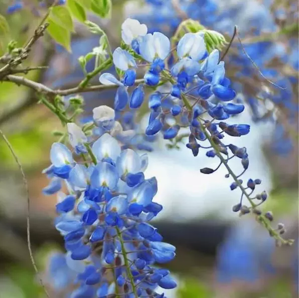 Blue Chinese Wisteria Trees in Quart, 1 Gallon, and 3 Gallon Sizes with Free Shipping (Up to 15% Off)