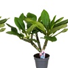 Image 4: 1x oder 2x Plumeria Hawaiien