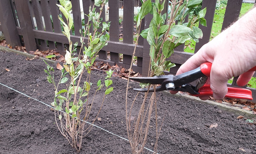 Image 7: 5 or 15 Copper Beech Hedging