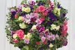 Scented Petunia Frills and Spills, 5, 10 or 20 Plants - Image 2