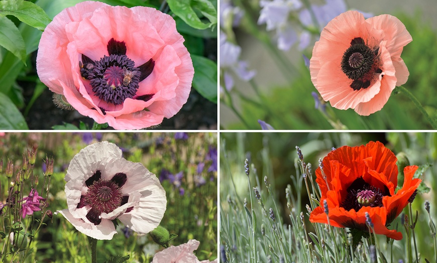 Image 1: Poppy Oriental Collection - 4 or 8 Plants