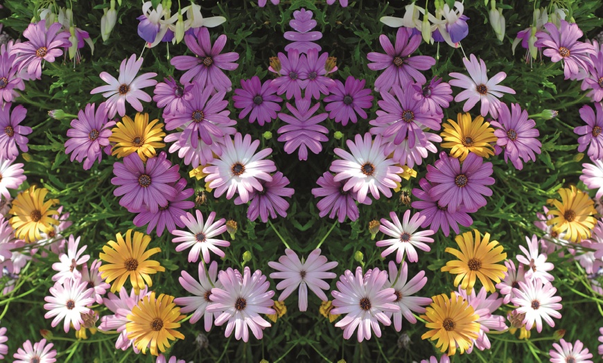 Image 4: 5, 10 or 20 Trailing Daisy Osteospermum Falling Stars Plug Plants