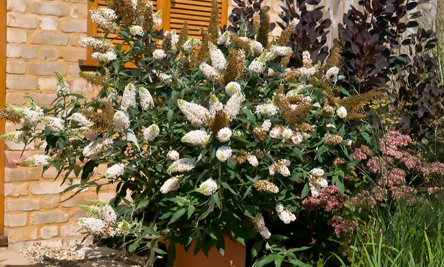 Image 6: One or Three Buddleja Buzz Ivory Hardy Shrub Plants