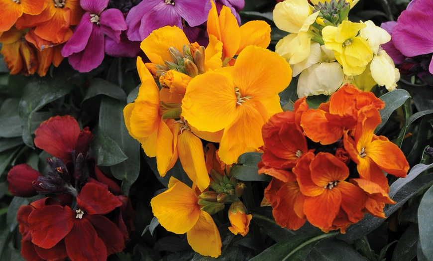 Image 3: 10, 20 or 40 Wallflower Dwarf Scented Mixed Hardy Plants