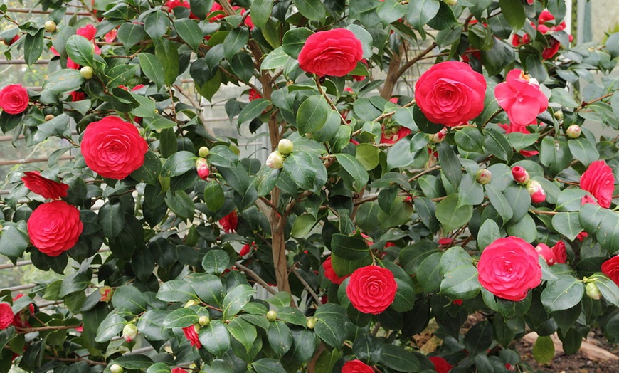 Image 3: Set planten Camellia Japonica