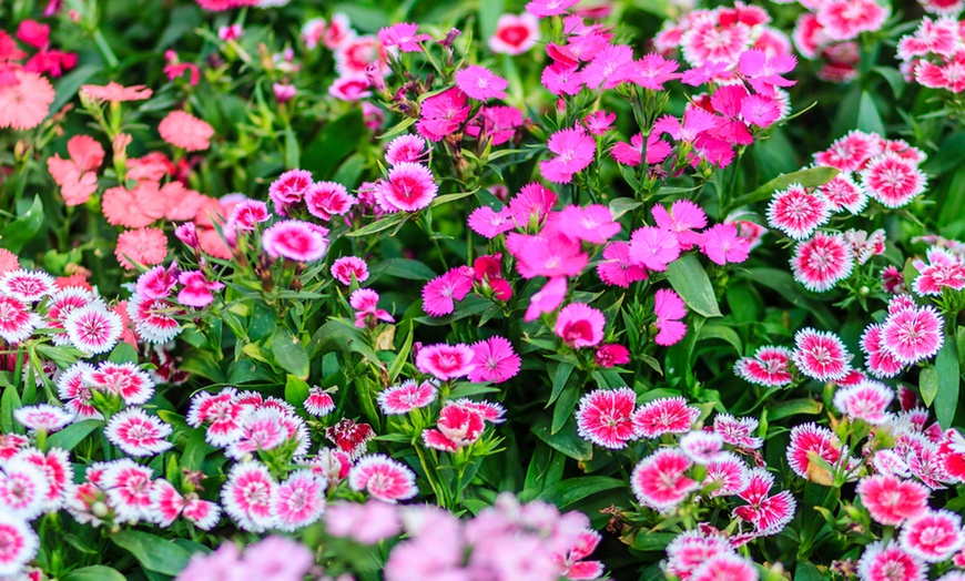 Image 1: Garden-Ready Dianthus Plants