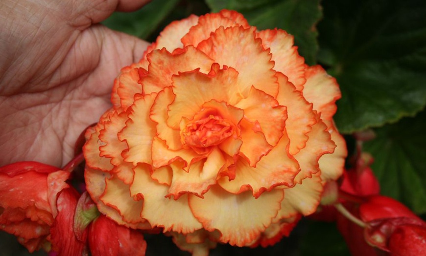 Image 6: Begonia Non Stop Mixed Berries Cream Apricot Shades Cascading Fireball