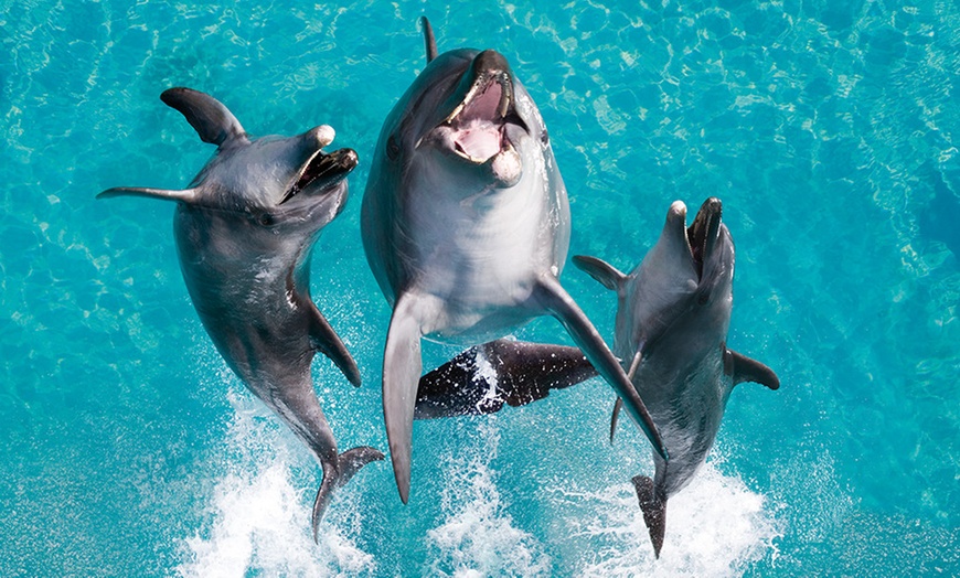 Image 5: Unlimited Entry to 4 Theme Parks