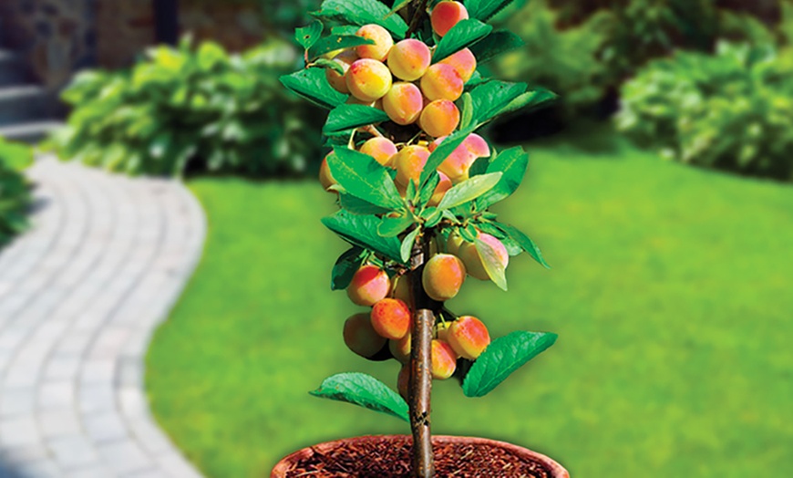 Image 2: Packung mit 6 Säulenobstbäume - Obstbaum - 80 CM hoch