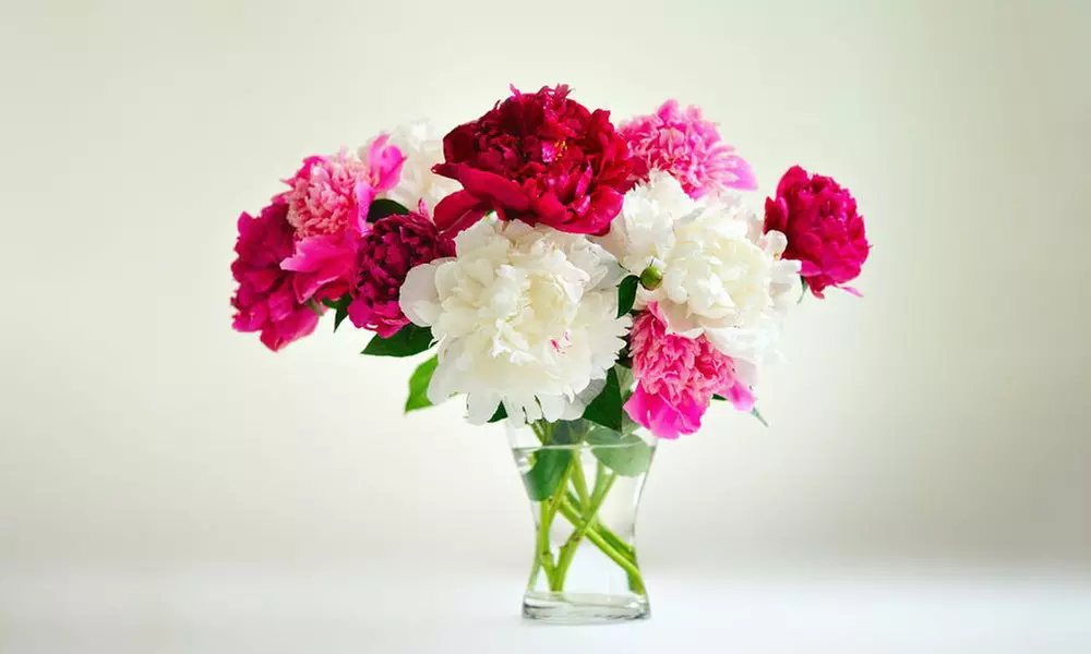 Pre-Order: Peony Bare Root Fragrant Collection (3-Pack)  - Second Medium