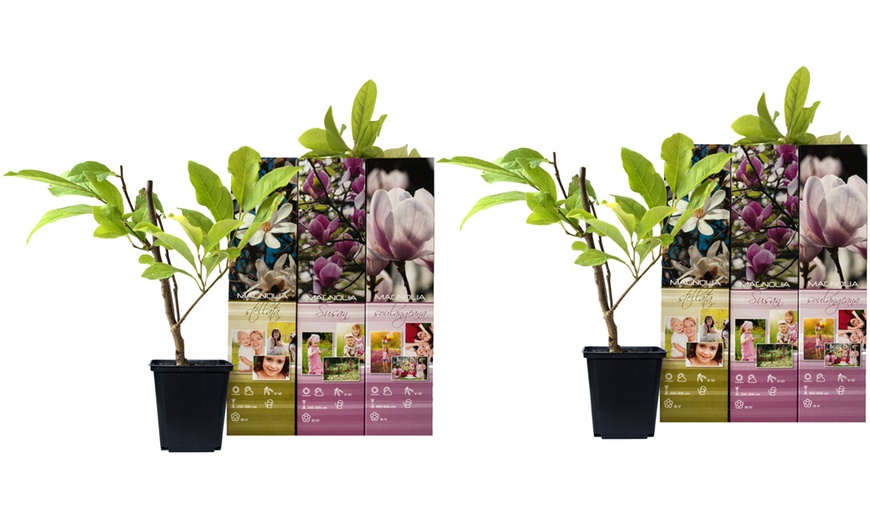 Image 10: Set de plantas de Magnolia