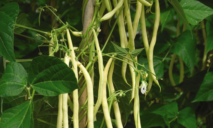 Image 1: 6 or 12 Vegetable Climbing Bean Plants