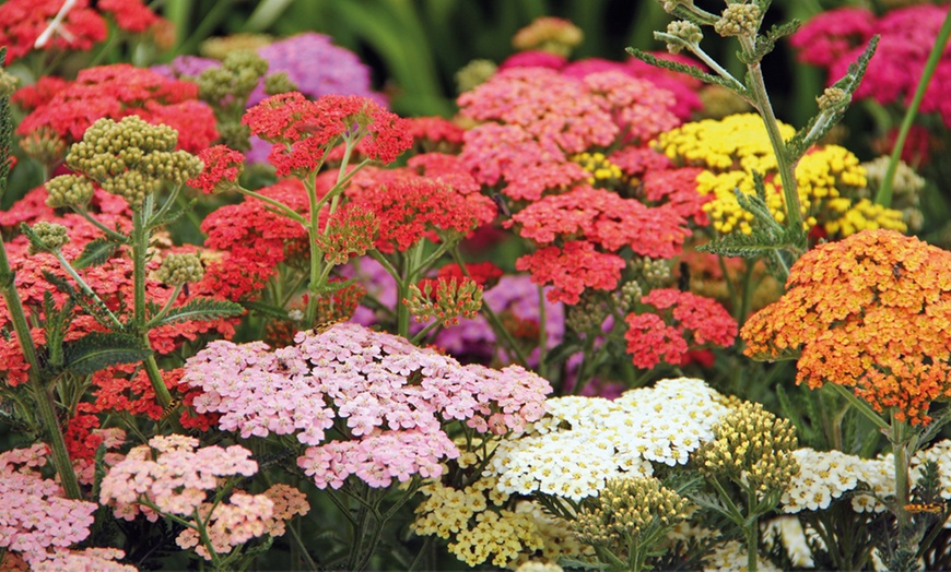 Image 1: 6 or 12 Achillea Pastel Mix Bare Roots