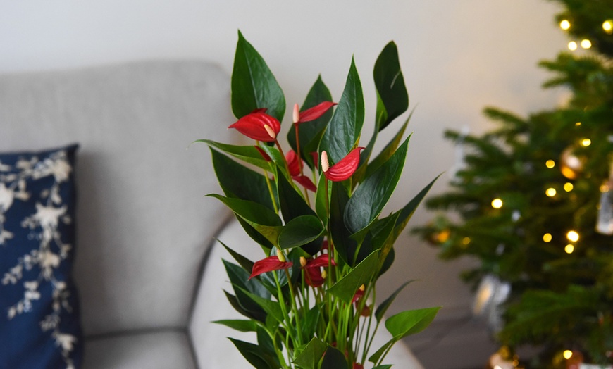 Image 2: Anthurium Million Flower in 18cm Ceramic Pot 