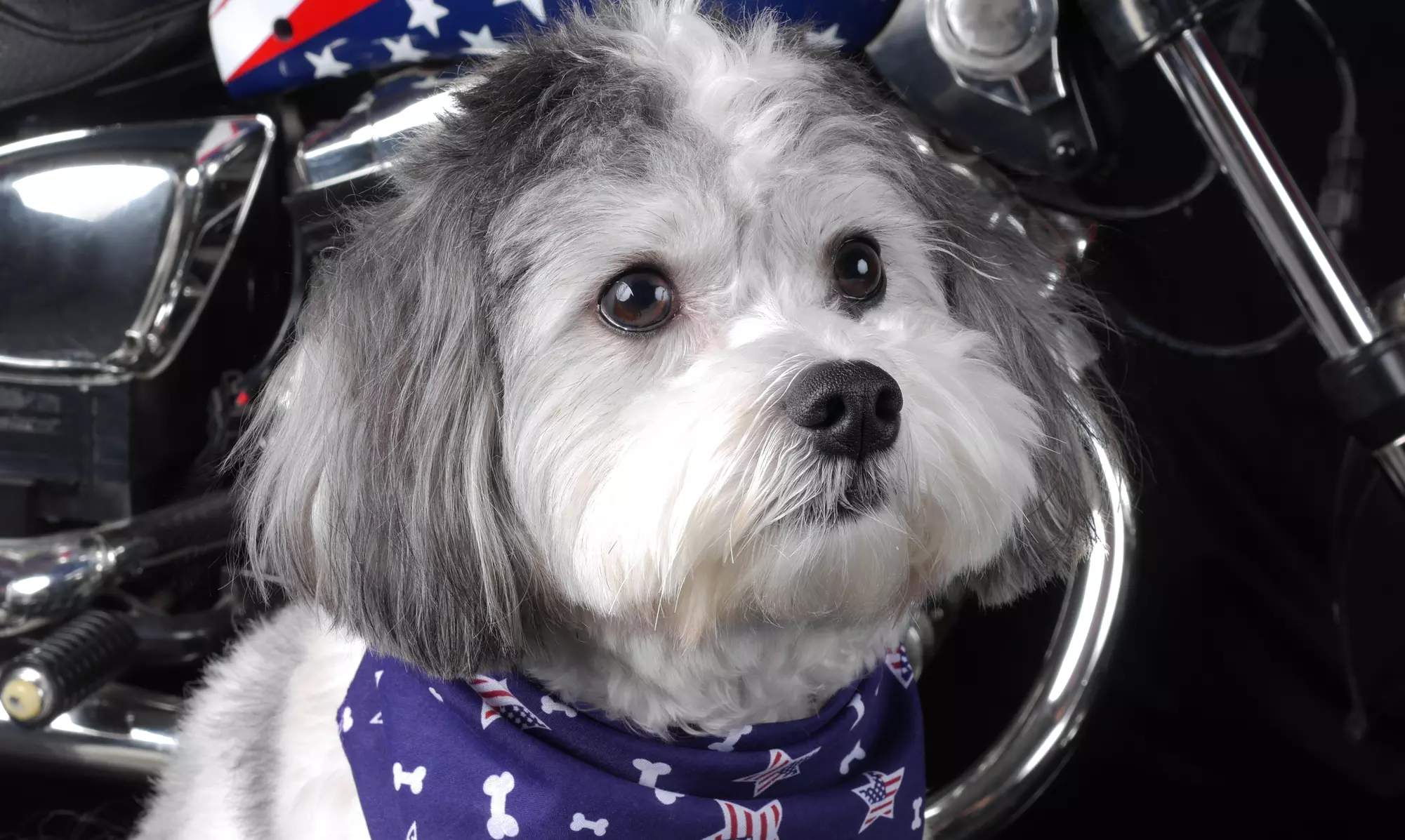 Up to 94% Off Pet Photo Shoot at Glamour Shots
