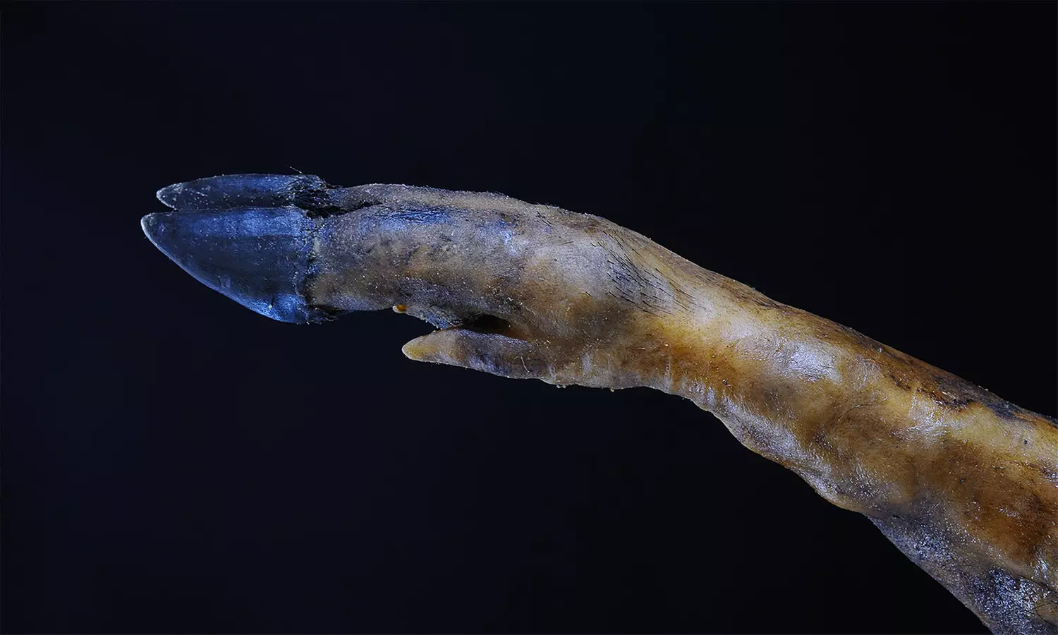 Jambon ibérique au sabot noir de la région de Cordoba avec support et couteau en option, 5 kg - Image 6